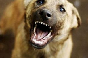 В Николаеве бешеный пес покусал 12 людей: начался массовый отлов собак
