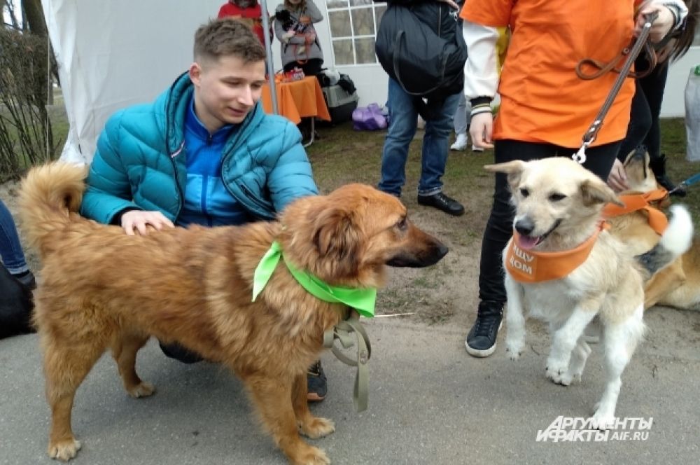 Пришли на фестиваль и те, кому уже посчастливилось взять животное из приюта