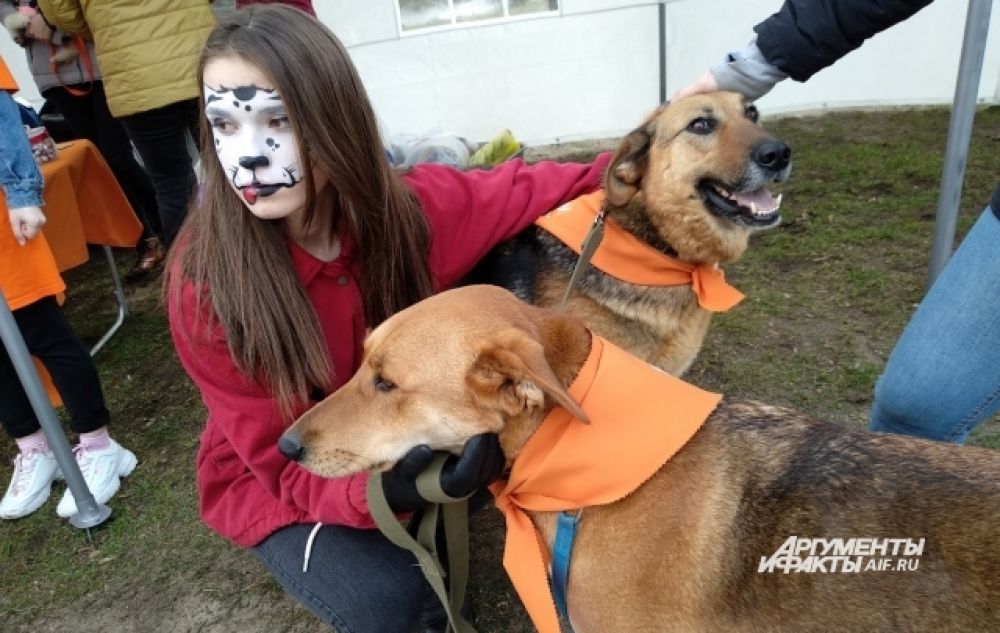 Но остались ещё собаки, нуждающиеся в верных хозяевах