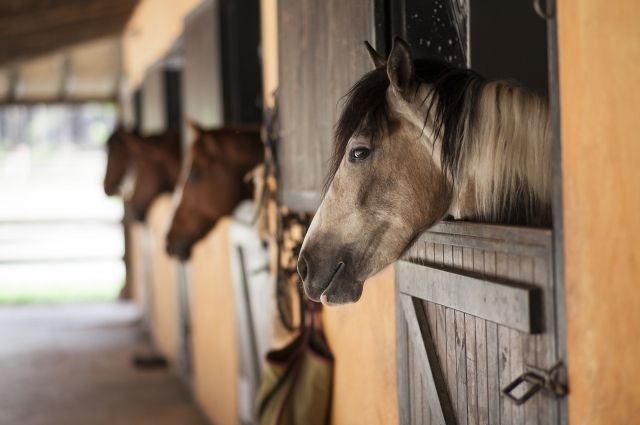 На данный момент исключены особо опасные заболевания, из-за которых могли погибнуть лошади.