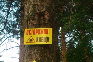 Не омрачить отдых. Опасны ли для окружающих люди, инфицированные клещами