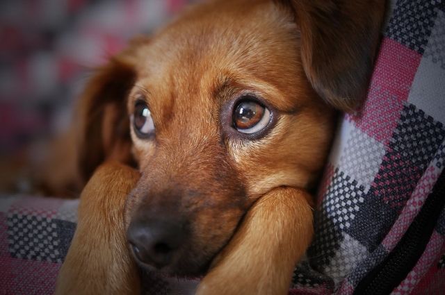 Тюменцы недовольны владельцами собак, которые не убирают за питомцами