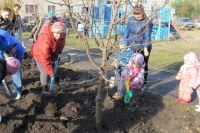 Полторы тысячи деревьев высадят в Хабаровске летом.
