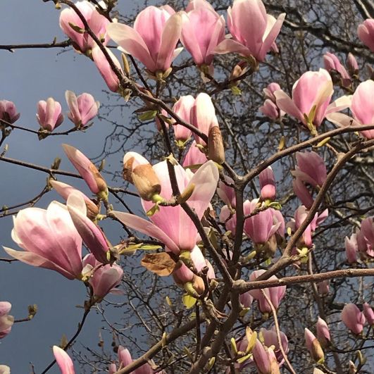 В Ялте цветут розовые магнолии: как же это красиво!