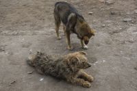 На Лесобазе бездомные собаки напали на ребенка