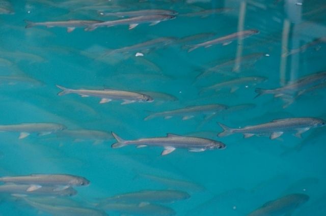 Собский рыбзавод отчитался о росте чира, выращенного из местной икры