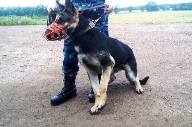 В Оренбурге служебная собака помогла раскрыть преступление.