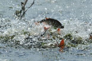 В Каневское водохранилище выпустили три тонны рыбы