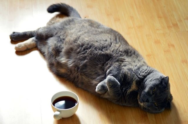 Любители кофе помогут котикам из приюта.