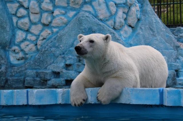 Перед открытием летнего сезона, который стартует 1 мая, в зоопарке возобновили любимое развлечение белых медведей - рыбалку