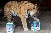 Амурский тигр Бартек предсказывает победителя президентских выборов на Украине в зоопарке в Красноярске.