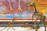 Скелеты травоядного паразауролофа и маленького плотоядного ютараптора в Палеонтологическом музее имени Ю. А. Орлова