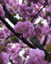 В Ужгороде много декоративных японских вишен можно увидеть в районе набережной реки Уж.