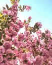 Сакура - это декоративная японская вишня, которая была завезена в Ужгород в 1923 году из столицы Австрии (Вены).
