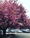 Сакуры растут не только в Ужгороде, хотя именно он у всех на слуху в связи с «новостями розового цвета». Однако, в Мукачево и других городках Закарпатья их не меньше.