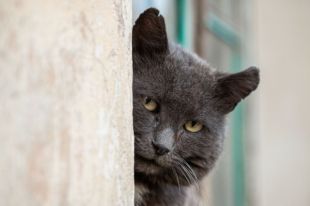 В Раде рассмотрят проект закона об обязательном чипировании животных