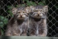 Каждый маленький манул, рожденный в зоопарке, дает надежду на то, что уникальные кошки не исчезнут, и популяция будет восстанавливаться. 