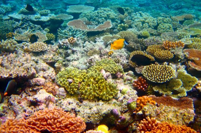 Кораллы - природная ценность во всём мире.