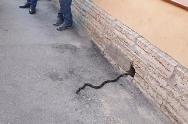 Змеи в Питере. Змеи на тротуаре.