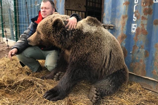 Медведю всего 3 года. Но он уже перерос «папу» и набрал 250 кг.