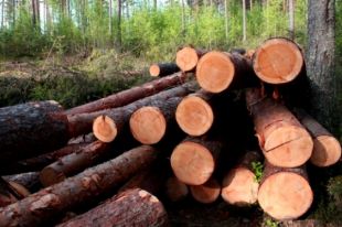 Весной 2019 года высадили более 23 тысяч гектар леса, - Гослесагентство