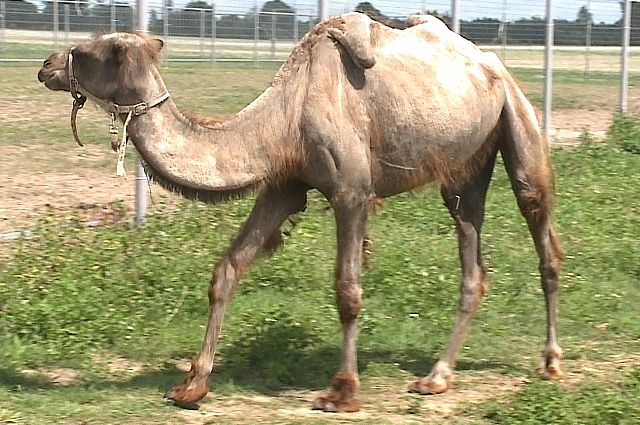 В тюменском зоопарке родились верблюжата