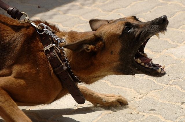 Бешеная собака покусала трёх человек в Удмуртии