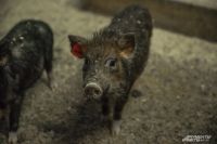 Судьбу крупнейшего свинокомплекса в Хабаровском крае решат до 15 июня