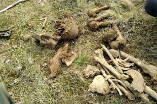 В Винницкой области нашли останки десяти немецких солдат