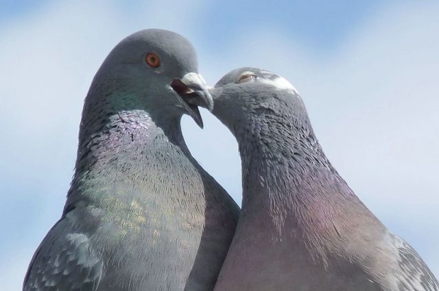 В Ялуторовске в День Победы выпустят более трехсот голубей