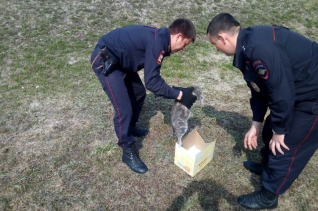 Полицейские из Увата спасли беременную кошку от собак