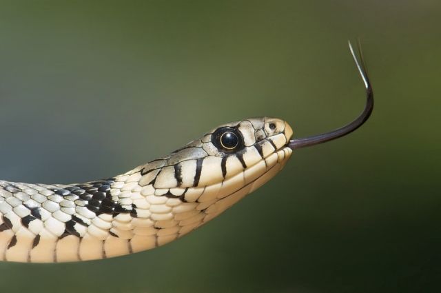 В Тюменской области змея укусила женщину
