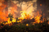 В регионе сохраняется высокая и чрезвычайная пожароопасность в лесах
