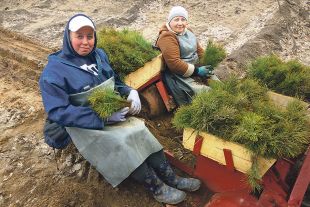 Большое внимание в лесхозе уделяют воспроизводству леса.