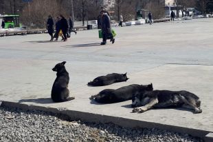 В Тюмени на Мысу дикие псы растерзали дворовую кошку