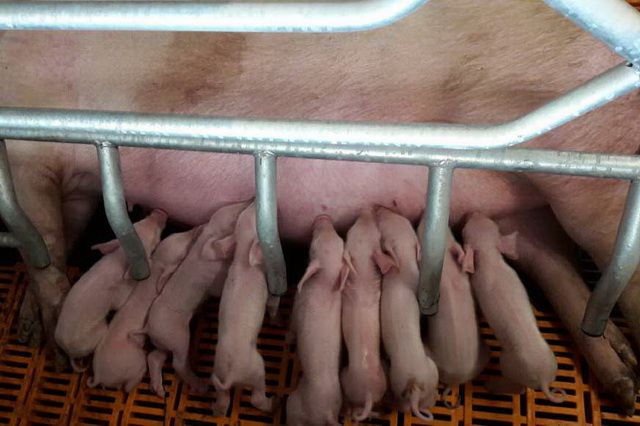 Тюменский свинокомплекс реализовал 630 тонн мяса в нынешнем году