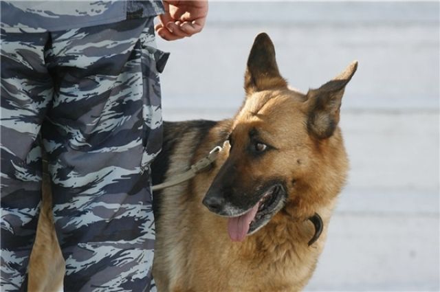 Поисками школьника занимались волонтёры, полицейские и кинолог со служебным псом.