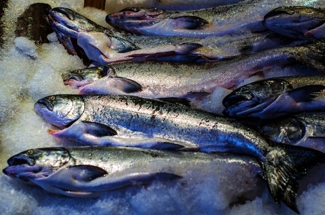 Ямальцы начнут добывать рыбу в море
