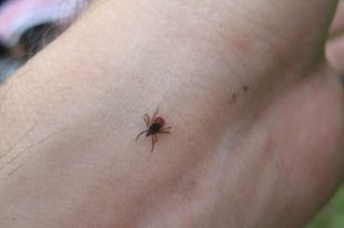 В большинстве случаев клещи укусили людей на дачах, огородах и в садах.