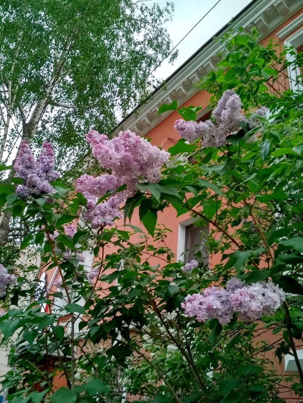 Черемуха заглядывает в окна нижегородцев.