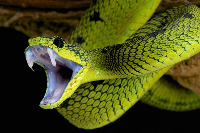 Какие ядовитые змеи водятся в Подмосковье? | Природа | Общество | Аргументы  и Факты