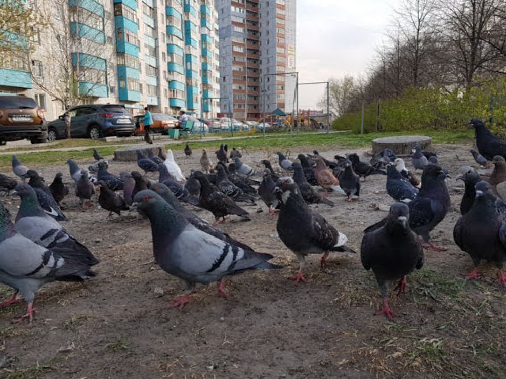 Недавно орнитологи сообщили, что в Новосибирске стало меньше воробьев. Зато голубей масса! Птицы ищут, чем можно полакомиться.