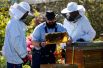 Пчеловод-любитель и по совместительству тюремный охранник вместе с двумя заключенными принимают участие в проекте тюрьмы в городе Лайхлинген, посвященному пчеловодству.