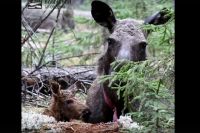 Милка чувствует себя хорошо, кушает пять раз в день.