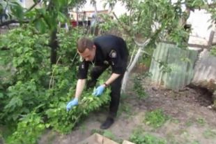 Житель Василькова выращивал коноплю у себя на огороде