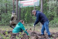 Чтобы высадить молодые сосны, Алексею Текслеру пришлось освоить лопату Колесова.