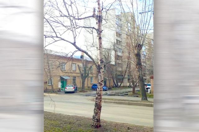 Берёза с удалённой кроной во дворе по улице Смирных в Челябинске.