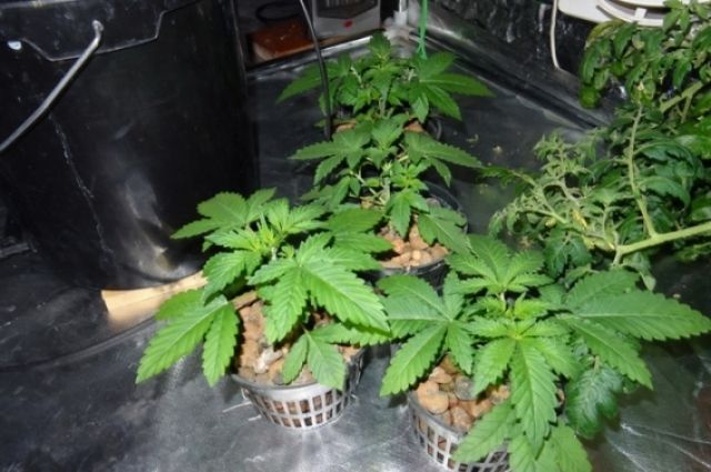 В квартире выращивали коноплю йог марихуана