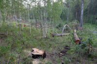 Красноярские общественники проверят парки и скверы, где вырубают деревья.