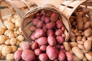В Украину в этом году импортируют рекордное количество картофеля